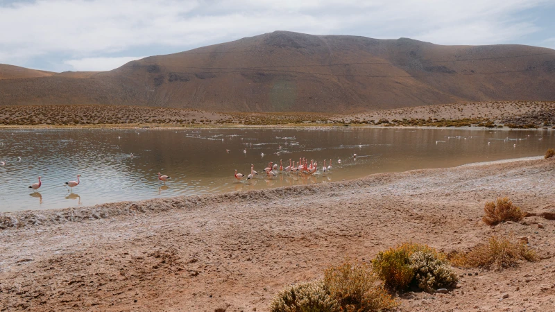 Flamingos nas lagunas altiplânicas do Deserto do Atacama
